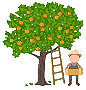 orange tree 90